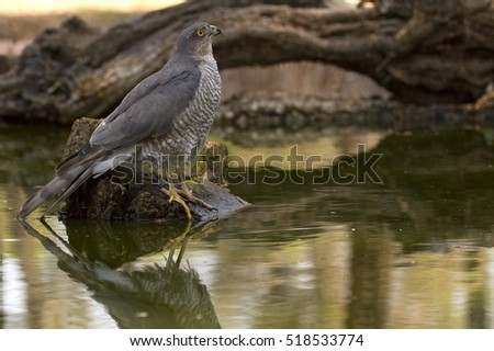 Adult  female of Eurasian sparrowhawk drinking and bathing in a water hole in summer. Accipiter nisus