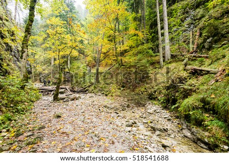 tourist trail in misty woods with boardwalks and rocks for climbing