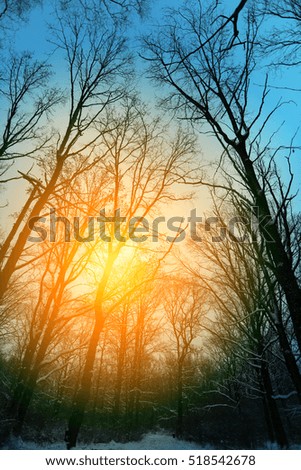 Beautiful wood and bright abstract glow of the sun