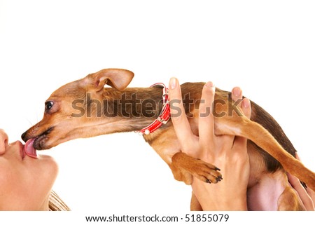 Close-up of small dog in female hands licking its owner