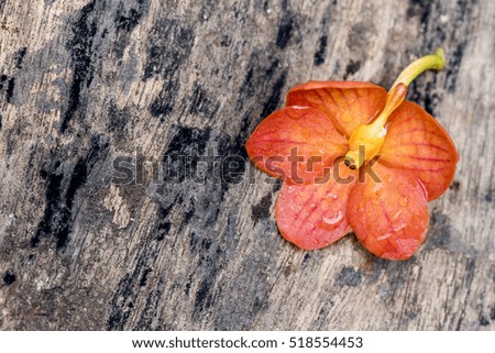 A bouquet of orange orchids on old wooden background.Selective focus. Place for text.