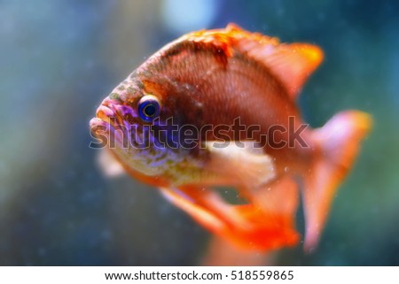 a red fish in the aquarium