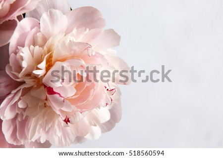 Closeup of beautiful pink Peonie flower on light background