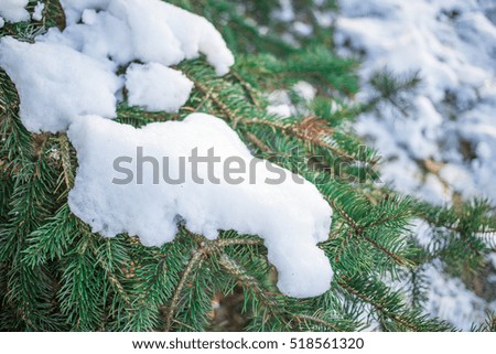 Spruce branch with snow for Christmas background. Winter wallpapers
