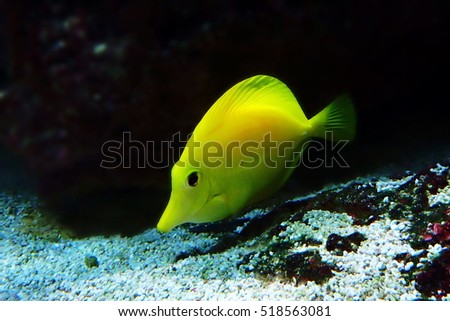 a yellow fish in the aquarium