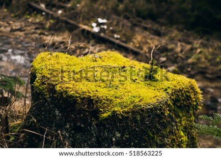 Stump covered with moss. 