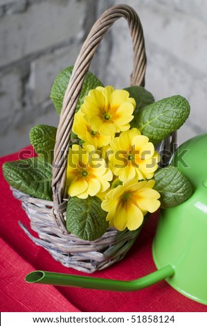 Primrose in a basket over grey brick background