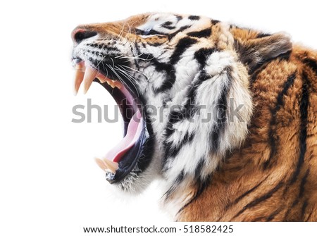 Tiger fury Royalty-Free Stock Photo #518582425