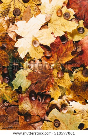 Autumn leaves and autumn chestnuts, vintage look, Autumn leaves background.