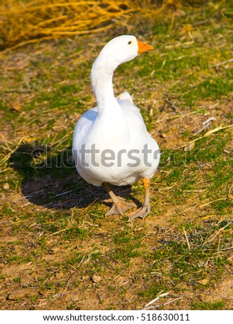 duck poultry goose agriculture farm domestic poultry yard white bird