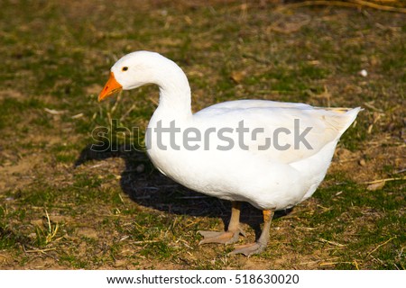 duck poultry goose agriculture farm domestic poultry yard white bird