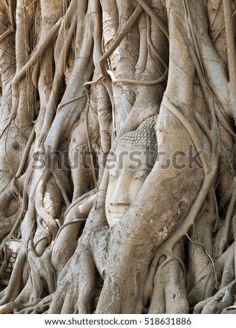 Buddha head in Wat Mahathat, the ancient Buddhist temple in Ayutthaya Province, Thailand.