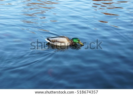 Mallard Ducks Swimming In Pond 