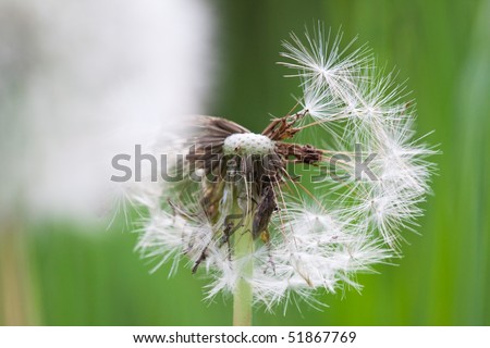 Taraxacum Flower