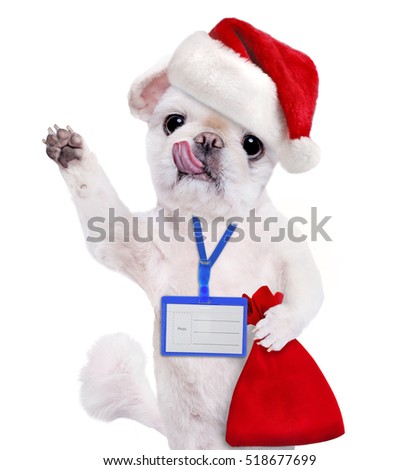 Dog in red Christmas hat wear blank white badge mockup . Isolated on the white.