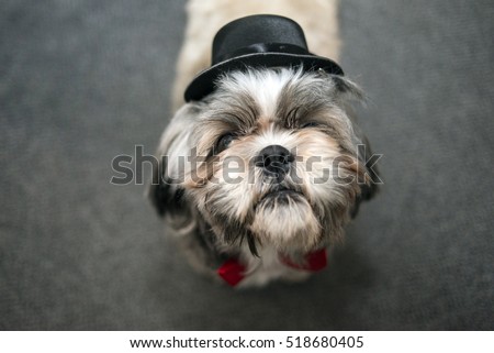  a chihuahua winking "i love you" puppy - french bulldog with hat on head isolated