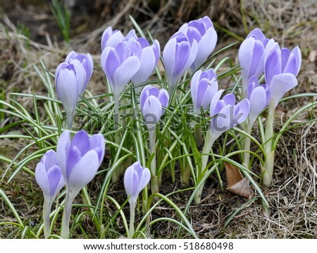 Group of purple crocus flowering in early spring