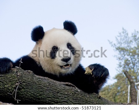 panda Royalty-Free Stock Photo #51873121