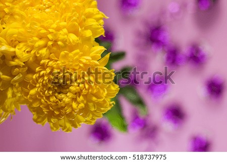 yellow chrysanthemums on a pink background with purple ribbons for decoration