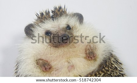 Close up to face of cute African Pygmy Hedgehog