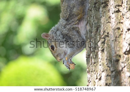 Grey squirrel climbing down a tree eating a peanut.