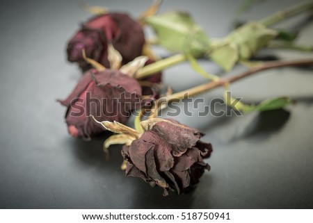 Three dead red roses against a black background. Close up Shallow focus