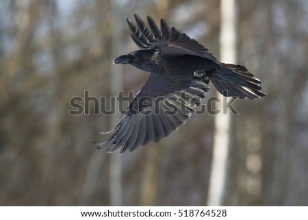 Bird - flying Black raven (Corvus corax). Scary, creepy, gothic setting. Cloudy night. Halloween.