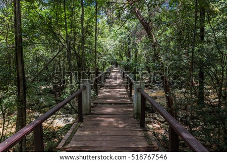 Nature forest with sandy road at summer. Nature concept.