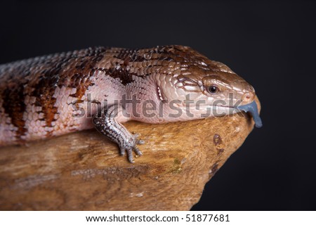 studio shot of a blue-tongued skink, with tongue sticking out
