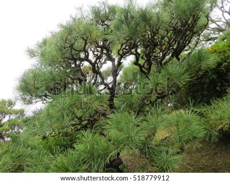 Beautiful Japanese Pine
