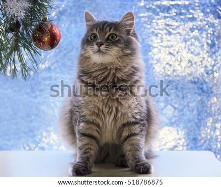 Christmas pussycat