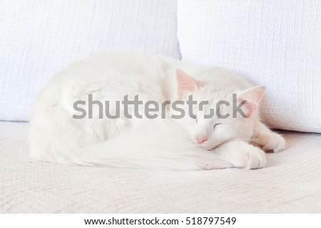 white cat with blue and green eyes lying on the sofa. Greek cats.