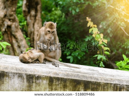 monkeys (crab eating macaque, Macaca fascicularis) grooming one another. naturally in Tourist attractions in Phetchaburi, Thailand.