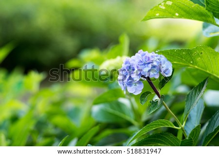 Blue purple hydrangea