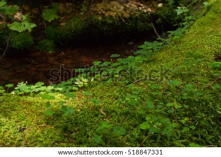 moss grass near the water