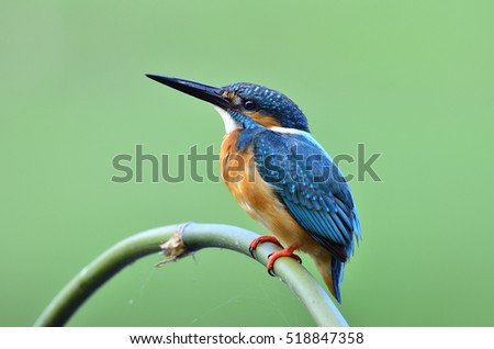 Beautiful bird male Common Kingfisher or Eurasian Kingfisher perched on bamboo wood (Alcedo atthis)