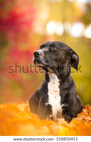 Old Black Dog Laying In Yellow Colorful Leaves