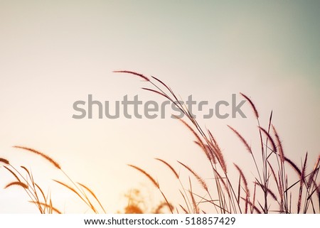 wild flower in sunset, vintage color filter effect styles