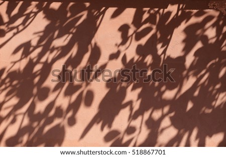 Shadow of leaves