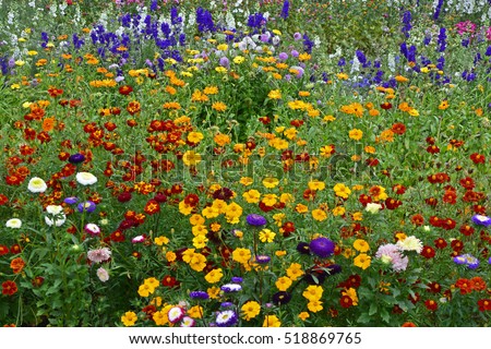 Colourful flower meadow of mixed planting including Delphiniums, Larkspur, Lavatera, Calendula,
in a cottage garden