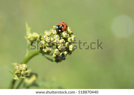 Beetle, Beetle on grass, ladybugs