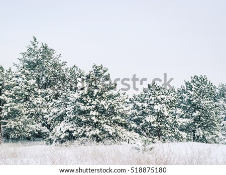 Winter landscape. Pine trees covered with snow.