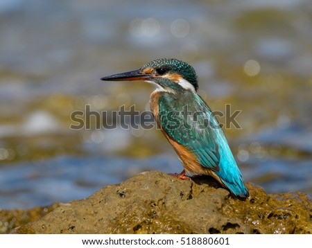 Common Kingfisher Sitting on the Rock