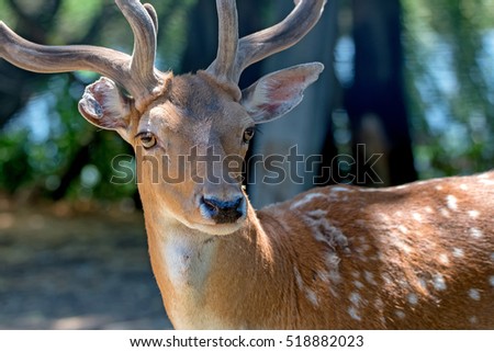 Close-up photography of fallow deer