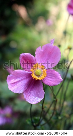 Purple anemone garden flower