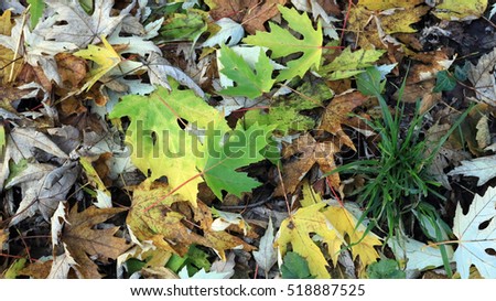 Fallen leaves on the ground, autumn landscape