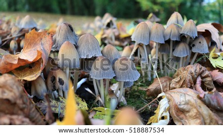 Troop of wild mushrooms in a park