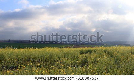 Sun, clouds and yellow flowers in the countryside