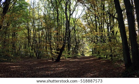 Shadows and lights in the forest, autumn in the moors