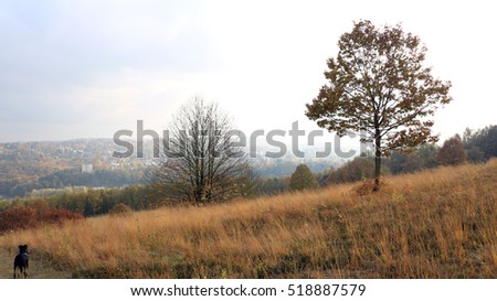 Orange and yellow trees, autumn in the moors